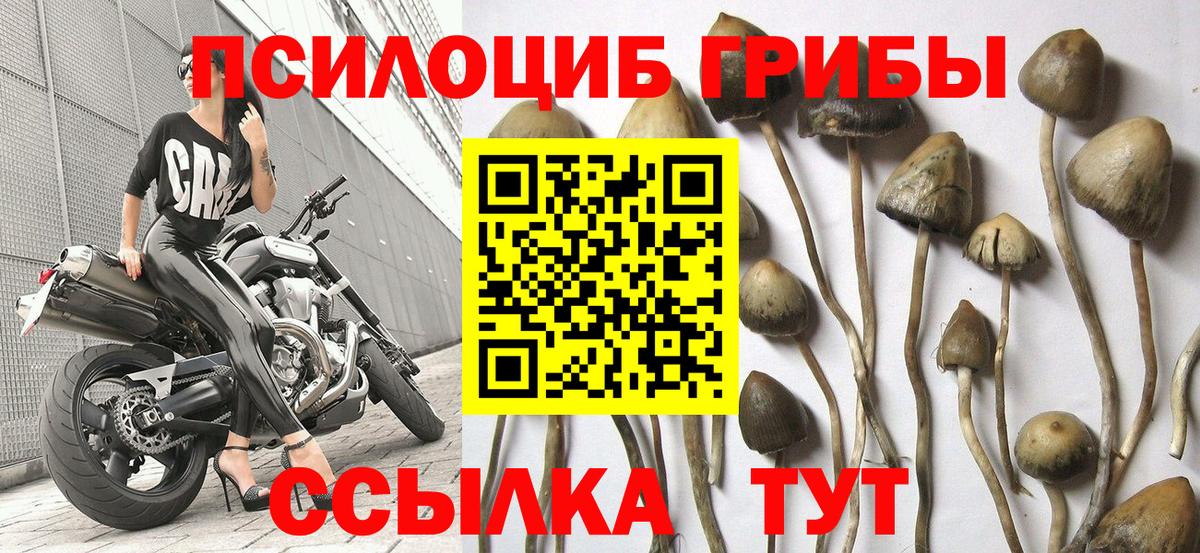 Галлюциногенные грибы GOLDEN TEACHER Шуя